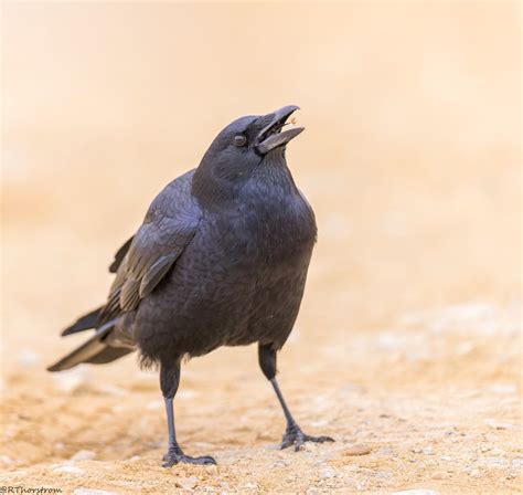 American Crow Corvus Brachyrhynchos Tossing A Food Item Flickr