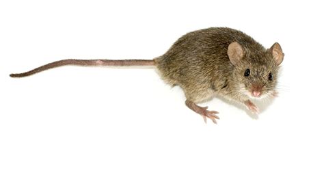 Virtual Zoo - Mouse - Haven Metrology