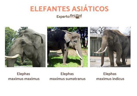 Elefantes AsiÁticos Tipos E Características