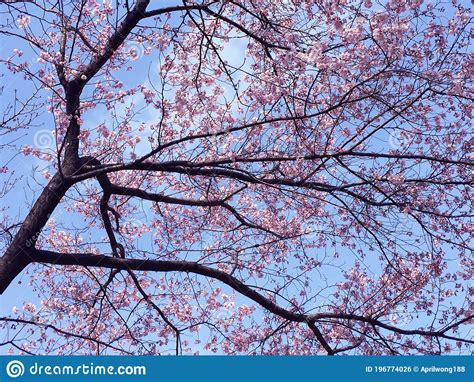 Sakura Cherry Blossom Blooming In Tokyo Japan Stock Photo Image Of