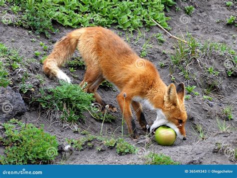 Fox And Apple Stock Image Image Of Apple Nature Wildlife 36549343