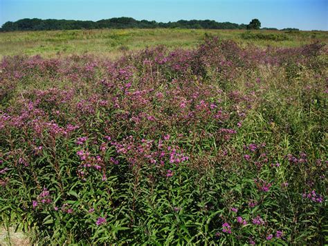 It is located on the nehalem river, in a valley on the eastern side of the nor. Vernonia noveboracensis