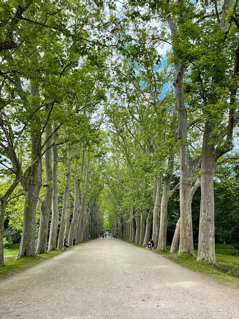 Premium Photo Green Alley With Trees In The Park