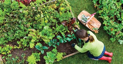 Ideas To Help Get You Into Gardening At Home Hawaii Home Remodeling