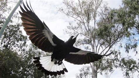 Magpie Swooping Season And How To Avoid Being Swooped By Magpies
