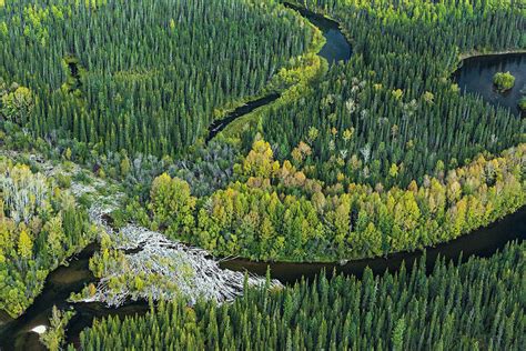 Aerial View Of Headwaters Of The Lena River Siberia Russia 1