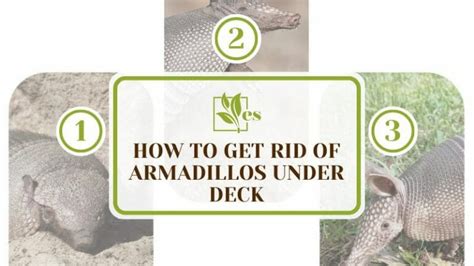 How To Get Rid Of Armadillos Under Deck Easy Cost Effective Ways