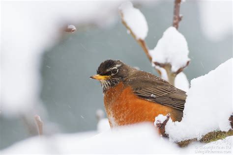 American Robin In Snow Living Wilderness Nature Photography