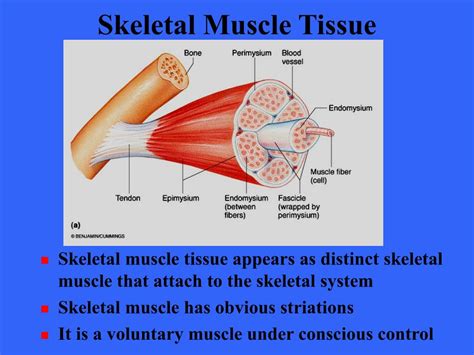 Ppt Muscle Tissue Powerpoint Presentation Free Download