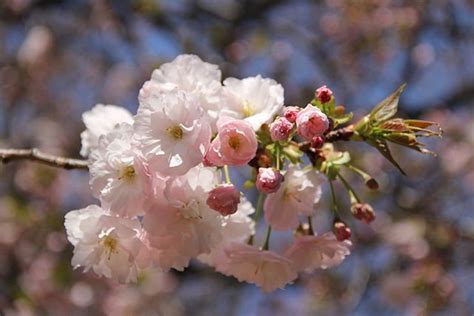 10 Most Popular Sakura Varieties In Japan Kyuhoshi