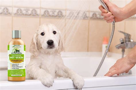 Top 10 Best Dog Shampoos In 2021 Reviews Guide