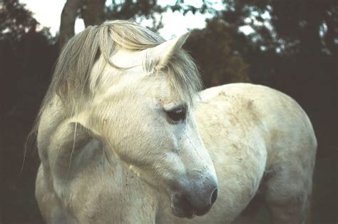 Wallpaper White Wildlife Pony Glow Wild Livestock Mare Fauna