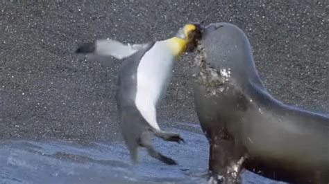 Do Seals Eat Penguins