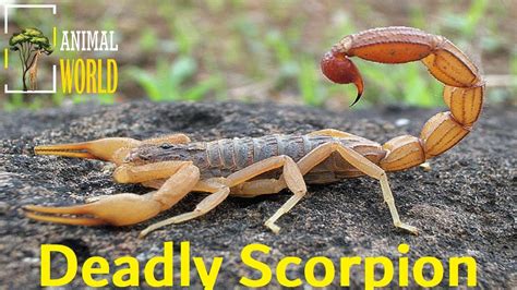 Deadly Scorpion National Geographic Documentary Deadly Animals