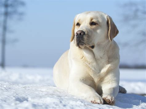 Il corpo del giovane è stato trovato da un vicino del proprietario del cane che aveva sentito abbaiare furiosamente. Cane folgorato mentre era a passeggio: troppi casi che mettono paura - VelvetPets