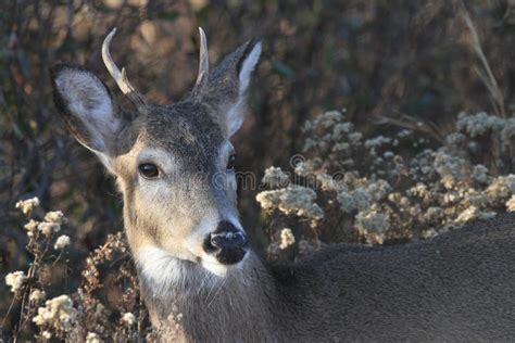 Sika Deer On Assateague Island Stock Photo Image Of Island Delaware