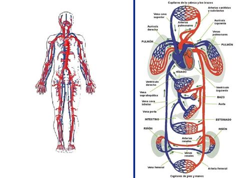El Mundo CientÍfico Sistema Circulatorio Humano