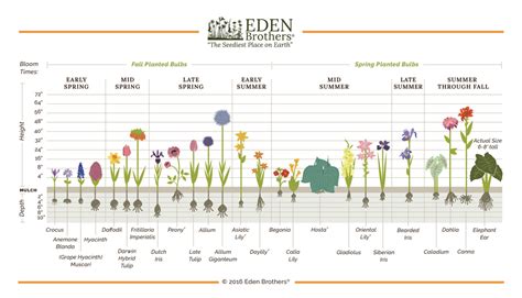 Flower Bloom Time Chart