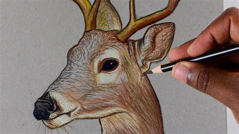 How To Draw A Deer Colored Pencils Drawings Colored Pencils Deer