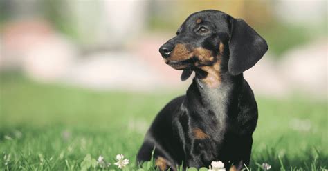 What Age Is A Miniature Dachshund Full Grown