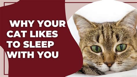 Why Your Cat Likes To Sleep With You Youtube