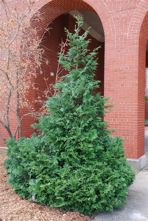 These lovely shrubs ignore the heat and bloom all summer long with frilly, vibrant flowers in shades of white, purple, crimson, or pink. Thujopsis: Semi-Dwarf Evergreen Shrub | What Grows There :: Hugh Conlon, Horticulturalist ...
