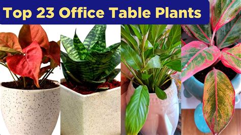 Top 23 Office Table Plants Office Desk Plant No Sunlight Office