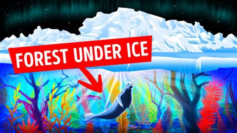 Scientists Found Forests Under The Arctic Ice They Were Shocked Youtube