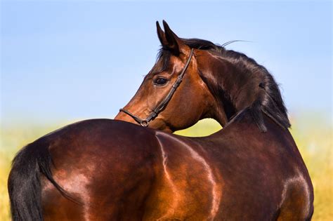 Bigstock Beautiful Mare Horse 94856981 Honeychop