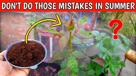 How To Care Rose Plant In Summer Season In Hindi Summer Care For Rose