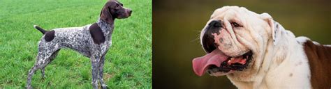German Shorthaired Pointer Vs English Bulldog Breed Comparison