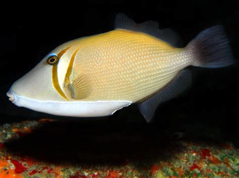 Scythe Triggerfish Sufflamen Bursa Big Island Hawaii Photo 9