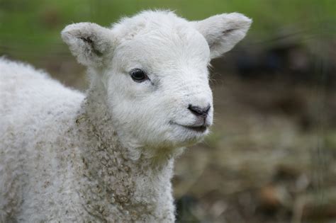 Lamb Wallpapers High Quality Download Free