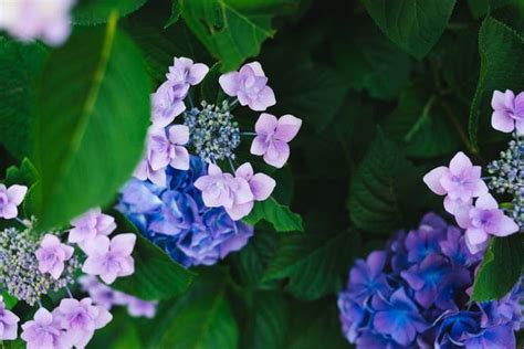 The oakleaf variety produces white flowers (similar to. Do Deer Eat Hydrangeas? (or are you creating a deer buffet ...