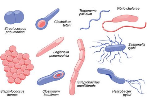 Unicellular Organisms Types Characteristics Examples