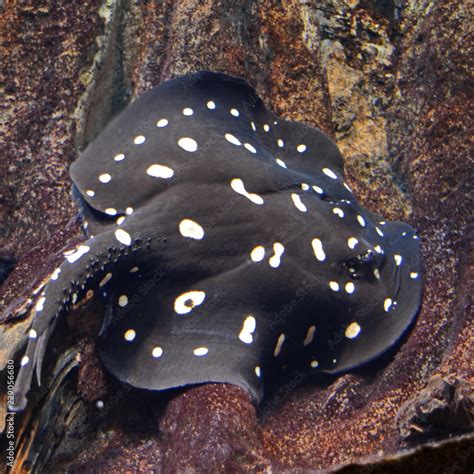 Potamotrygon Leopoldi Black Diamond Freshwater Stingray Underwater In