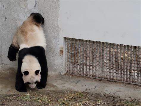 Pacing Pandas Do Stereotypies Increase Reproductive Success Nature Portfolio Ecology