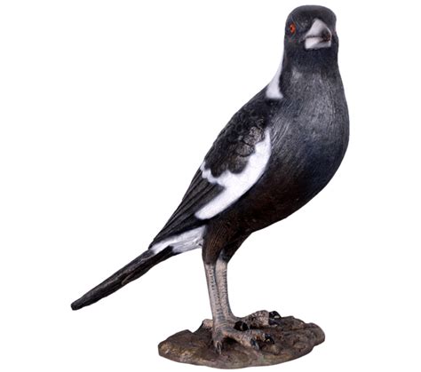 They are omnivorous, eating mainly insects, but also will scavenge and store surplus food. magpie | Natureworks