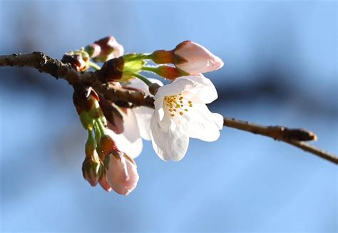 Share the world's most popular and beautiful girls every day. 靖国神社の標本木の桜が開花し、東京都の桜の開花が宣 ...