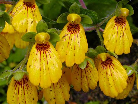 Calceolaria Crenatiflora Pocket Book Flower World Of Flowering Plants