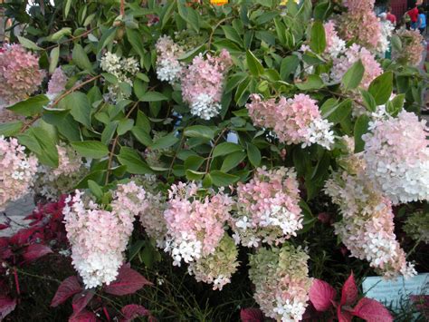 Panicle Hydrangea Identification And Pruning Walter Reeves The