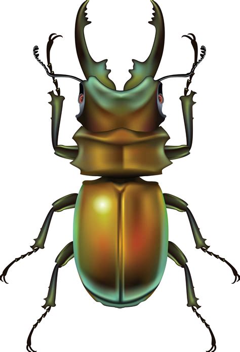 Bugs Png Images Free Pictures Bug Png