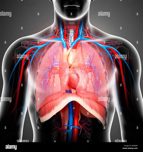 Male Chest Anatomy High Resolution Stock Photography And Images Alamy