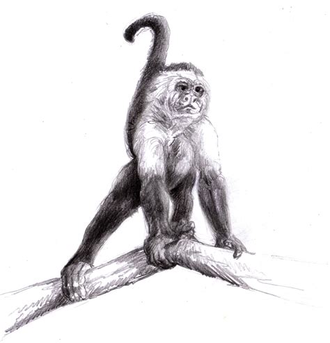 Monkey Sketch At Explore Collection Of Monkey Sketch