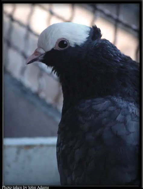 Black Imperial Pigeon Breed Guide Pigeonpedia