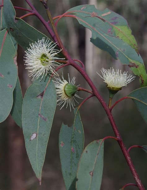 Plantfiles Pictures Eucalyptus Species Bullich Eucalyptus Megacarpa