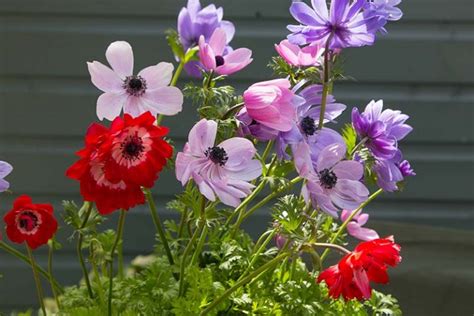 How To Plant And Grow Anemone Flowers Gardeners Path