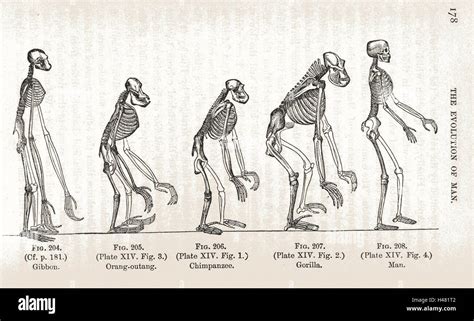 Illustration The Evolution Of Man Stock Photo Alamy