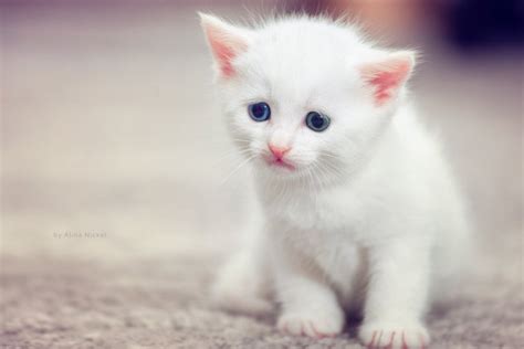 Images Of Cute Cats Wallpapers 46 Wallpapers Adorable Wallpapers