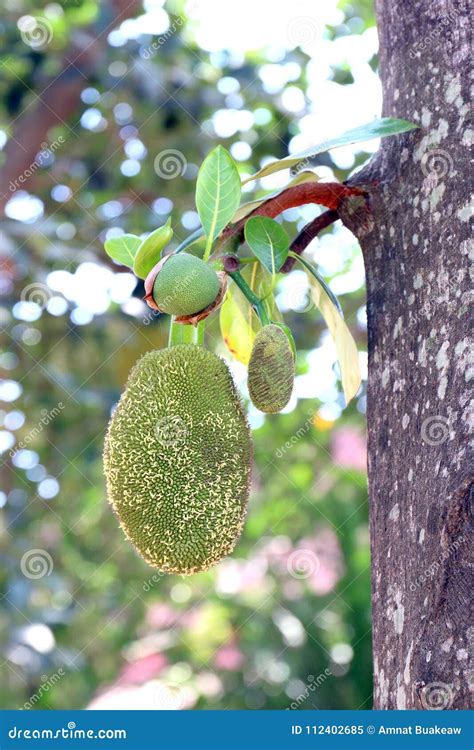 Jackfruit On Tree Jackfruit Nature Small Jackfruit Stock Image